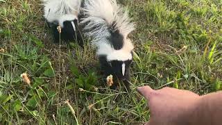 Playing with baby Skunks  skunks animals [upl. by Owain612]