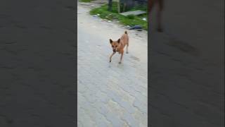 Dog video please subscribe and like🙏🙏 [upl. by Timrek396]