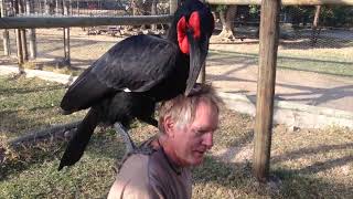 Killer Bird Mates With Man  Meet Dudu  Southern Ground Hornbill  Moholoholo South Africa [upl. by Narcissus561]