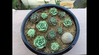 ECHEVERIA DERENBERGII  ECHEVERIA BEN BADIS AND XSEDEVERIA PUDGY PUPS  SUCCULENT CARE TIPS [upl. by Avigdor]