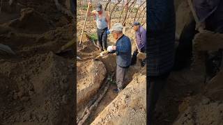 New seedling production process in vineyard [upl. by Solracesoj]