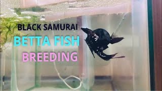 Black Samurai Betta Fish Breeding [upl. by Cissiee728]