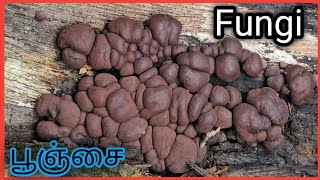 Fungi  பூஞ்சை [upl. by Byrd]