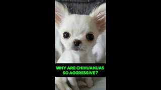 Why Are Chihuahuas So Aggressiveshorts animals situations world [upl. by Mccallion]