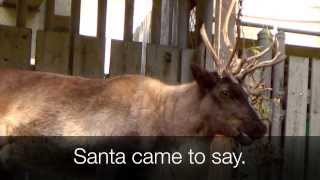 RUDOLPH the RedNosed Reindeer SONG with Lyrics Real Reindeer Scenes [upl. by Dnomayd974]