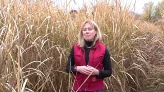 Growing Miscanthus A Crop With Potential Part 2 [upl. by Izak]