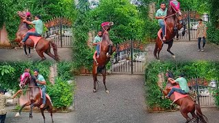 GHODI NE KUDAVI 😱 KUDVA VALA GHODA 😱 GHODA NA SOKHIN 😍 KATHIYAVADI HORSE TRAINING 😱 [upl. by Volny]