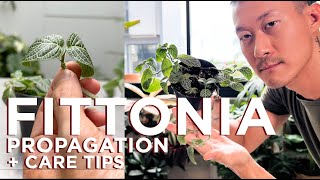 Fittonia Nerve plant Rescue Care Tips and Propagation  WITH SATISFYING UPDATES [upl. by Negyam]