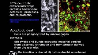 Immunology Neutrophil Mechanisms [upl. by Ri]