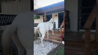 There’s a horse on our porch countrylife farmandranch ranch farmhouse horse horsesaremylife [upl. by Rahas]