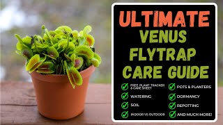 Venus Flytrap Care Complete Care Guide  Repotting A Venus Flytrap amp Huge Soil Hack You MUST Know [upl. by Lytsirhc]