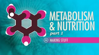 Metabolism amp Nutrition Part 1 Crash Course Anatomy amp Physiology 36 [upl. by Aikam960]