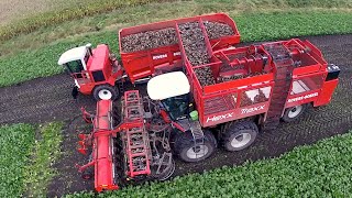 12 row Sugarbeet harvesting  Rovers Boekel l Holmer  Agrifac Hexx Traxx 12  Gilles overlaadwagen [upl. by Kruse]