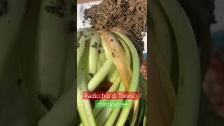 Raccolta del radicchio di Treviso [upl. by Orlanta953]