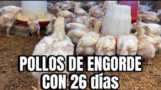 Cómo CRIAR POLLOS DE ENGORDE Parte 3 26 días [upl. by Armin]