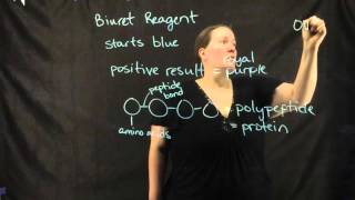 Biochemistry Lab Biuret Reagent [upl. by Itsur]