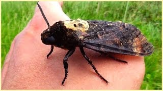 Acherontia atropos  Linnaeus 1758  Sphingidae  Sphinx tête de mort  France  062019 [upl. by Salena]