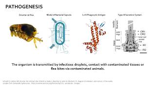 Yersinia pestis [upl. by Selmner]