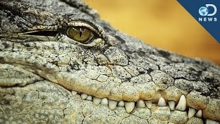 Terrifying Ancient Crocodile Discovered [upl. by Conyers]