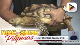 Pagkakaiba ng turtle sa tortoise alamin [upl. by Attenahs]