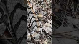 Canebrake Rattlesnake florida [upl. by Gunar]