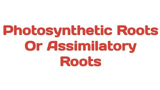 Photosynthetic Roots  Assimilatory Roots plants photosynthesis tinospora trapa taeniophyllum [upl. by Oalsinatse564]