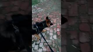 World best dog breed dog mostdangerous trending doglover germanshepherd viralvideo shorts [upl. by Rolyks239]