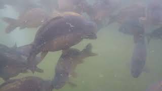 Gigantica underwater pond footage [upl. by Ilak872]