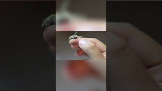 Can you believe this Cute jumping spider pet shorts viralvideo viral [upl. by Sivrup]