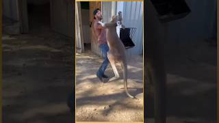 Women rescue baby kangaroo kangaroo facts animals education rescue shorts [upl. by Bea]