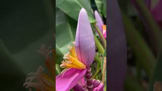 Musa ornata Royal florestropicais plantas  flores jardimtropical natureza paisagismotropical [upl. by Odrautse]