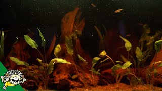 Blackwater Aquarium Setup for Bettas [upl. by Enida]