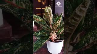 Aglaonema PlantGardeningShortsAglaonema Plant In Malayalam [upl. by Saree]