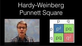 HardyWeinberg Punnett Square [upl. by Atnahsal]