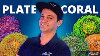 Feel Confident in Caring for Plate Corals [upl. by Lowery]