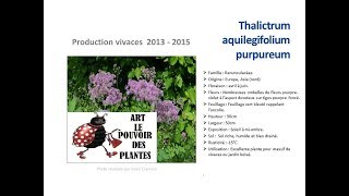 JardinageThalictrum aquilegifolium purpureum Plante vivace [upl. by Ecirum187]