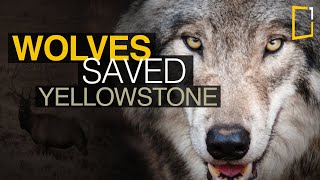 Wolves saved Yellowstone National Park  The Northern Range [upl. by Etnom]