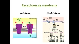 Farmacodinamia Receptores ionotrópicos y metabotrópicos [upl. by Nylle64]