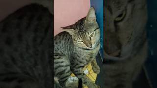 Cat reaction on song cats shorts bhojpuri trendingshorts [upl. by Igiul659]