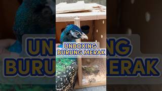 Unboxing Burung Merak Biru [upl. by Semele]