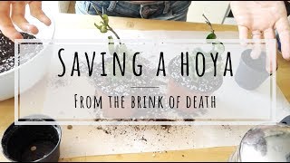 Saving a Hoya carnosa compacta from certain death [upl. by Inavoig351]