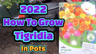 How to grow Tigridia in pots part 1 [upl. by Llertniuq]