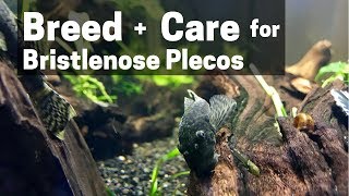 HOW TO BREED  CARE FOR BRISTLENOSE PLECOS Catfish [upl. by Hodosh188]