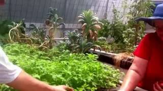 Making a Permaculture Homestead Wicking Beds Aquaponics Raised Garden Beds and Food Forest [upl. by Oralie938]