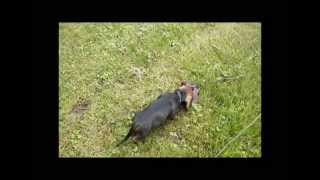 Training blood tracking dachshunds a fresh deer liver drag for a young puppy [upl. by Oibirot]