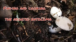 Foraging and cooking wild mushrooms The aborted entoloma [upl. by Darce]