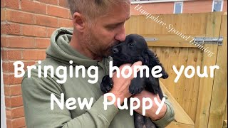 What to do when picking up a new puppy [upl. by Kennedy]