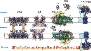 Ultrastructure and Composition of PhotosystemI amp II [upl. by Abehsile473]