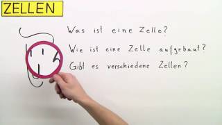 ZELLEN  DIE GRUNDBAUSTEINE VON PFLANZE MENSCH UND TIER  Biologie  Biologie der Zellen [upl. by Mehsah]