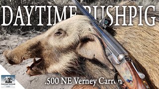 Daytime BUSHPIG with 500NE Verney Carron Double [upl. by Enenej]